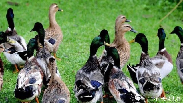 出征■浙江10万鸭子大军将出征？专家组紧急辟谣，巴基斯坦蝗灾告急
