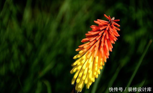  『家里』喜欢在家里养花，就选择花大色艳，花期还长的3种花，谁养谁喜欢