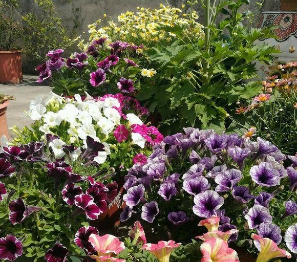  闲时■这些便宜花，最适合阳台养，一年开花200天，闲时天天观花园