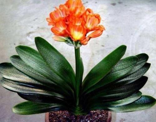  长出花箭■君子兰迟迟不开花？趁早纠正4点，叶子蹭蹭长，花开如绣球