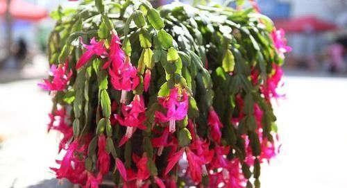  「杂草」适合“勤快人”养的5种花，越修剪越爆盆，不管成杂草，你家有吗