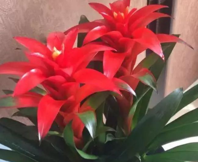  【红艳】此花，花在株顶或者中部开放，花叶繁盛，花色红艳。
