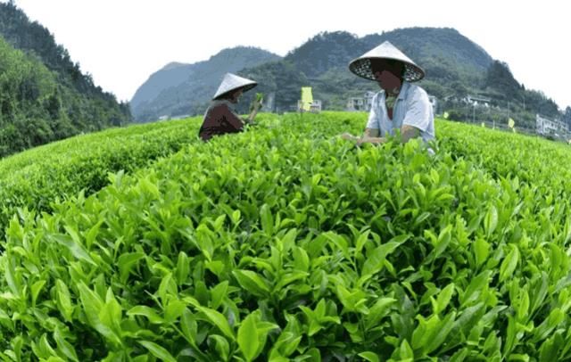 中国山头遍地的东西，到了巴铁成了高消费品，巴铁：中国人真大方