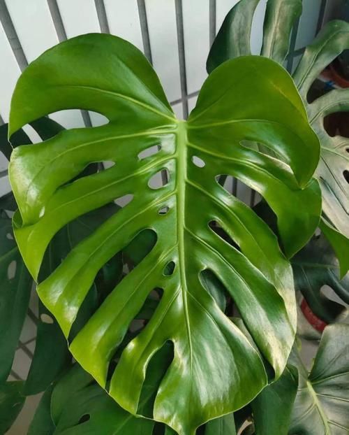  [油绿]5种寓意超好的花，没有院子也能养，叶子油绿一年比一年茂盛！