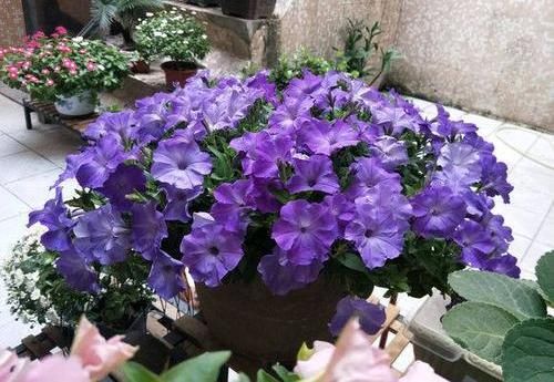  [种植]阳台种盆矮牵牛，易种植花色多，开成“花瀑布”，吊在空中非常美