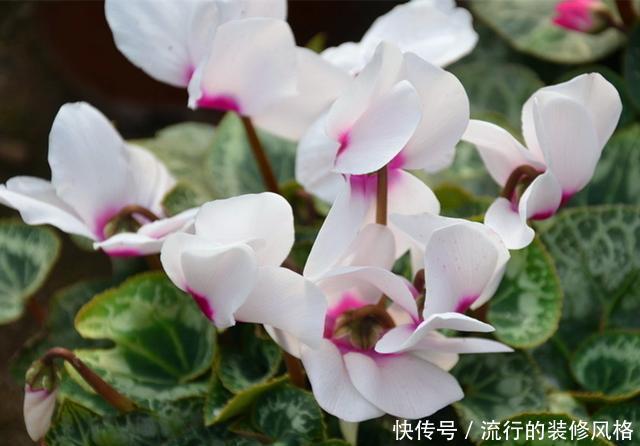  回家@春天还可以买仙客来吗，买回家怎么养？注意4点，还能开上两个月