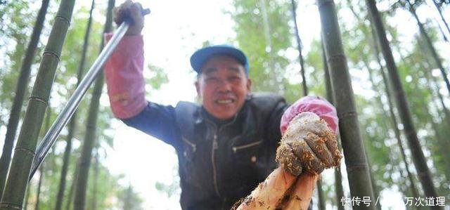 农民种竹子却不卖竹子，照样年赚50万，真是懒人也能赚大钱