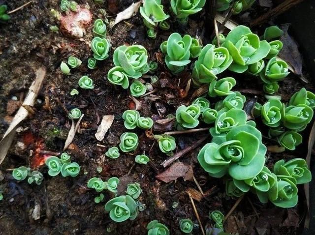  慎养■这花要慎养，每年砍掉3麻袋，照样蹭蹭长