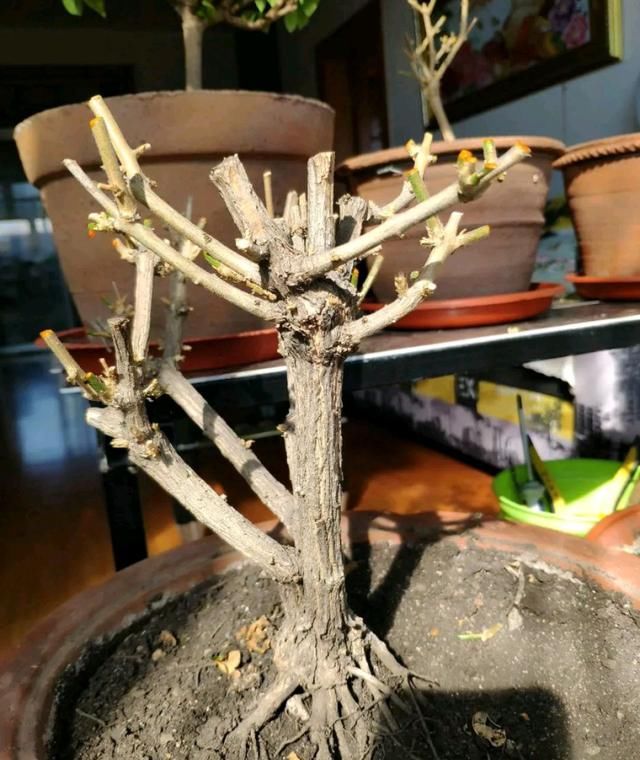 桩头:开春发芽的茉莉花小老桩头,重剪造型一个月还不长新芽?