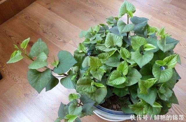  『春季』春季阳台种“2种菜”，长势快，好吃又好养，吃了一回又一回