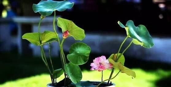  摆放@这9种花花草草，太适合摆放在茶室和书房了！绝配！