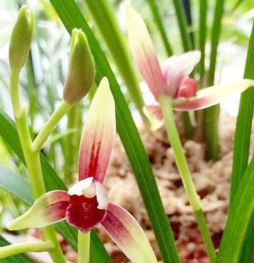 国级:贵为国级极品的兰花,花色艳红无比,花开浓郁幽远,养兰必选佳品