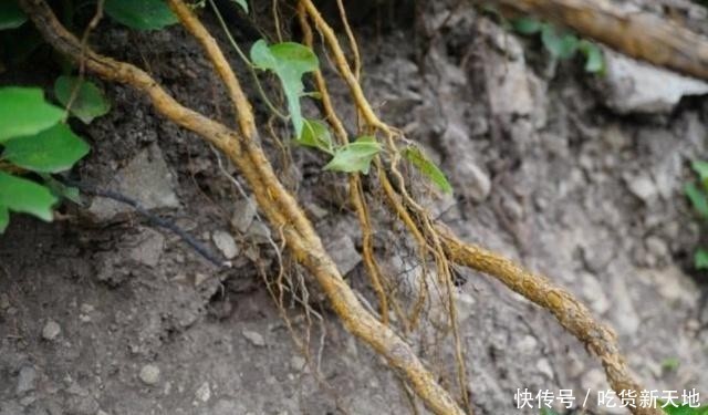  #发现#从前被农民当柴火烧的树木，如今被发现它树芯含金，价值