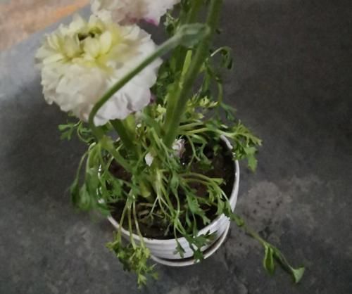  毛茛■花毛茛倒伏？注意这些点，重新直溜溜长！