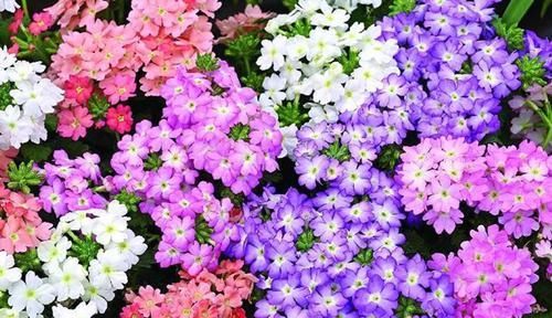  【盘点】盘点自然界中纯洁干净的白色花卉，洁白无瑕，有些还芳香四溢！