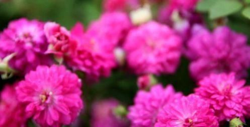 『花团锦簇』庭院养花就选“精品玫瑰”甜蜜马车,花团锦簇,香气甜润!