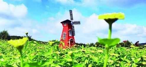 长春新晋网红打卡地！一大片免费的花海美到霸屏，错过又要等一年