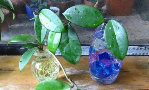 #花草#别再土培花草了,又脏又乱,将它们水培放家里,养眼、管理省心