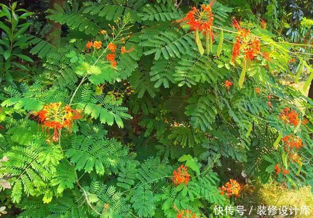 『不难』第一次见到长得这么像凤凰的花,可惜北方只能盆栽,养起来不难