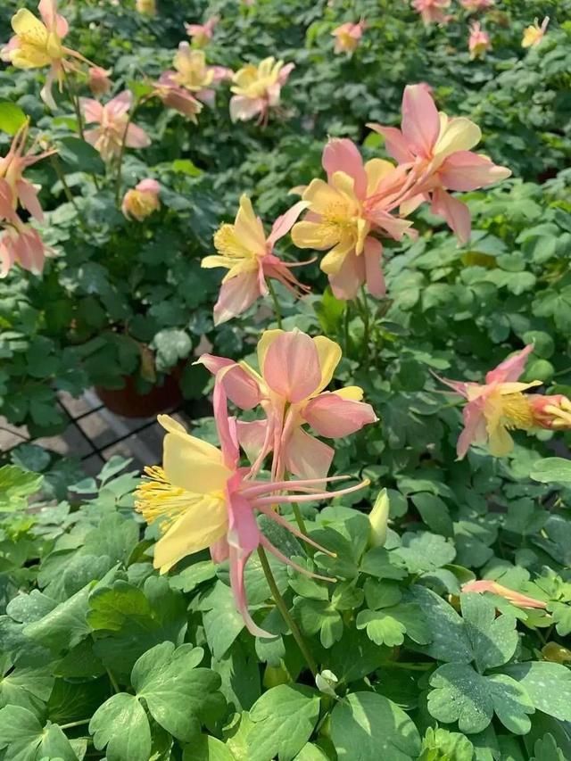  长达：这花名字土掉渣，开花却特美，花期长达3个月