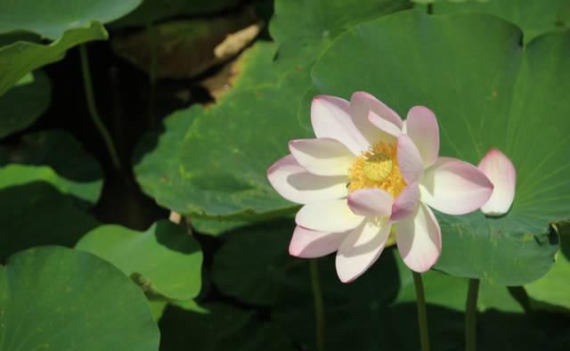 缘分:四月4日开始,桃花运旺,事业高升,好运不断的4生肖