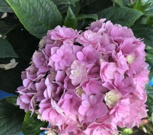  [花苞]1种“促花水”，用来喷绣球花，每隔7天“喷1次”，花苞冒出来！
