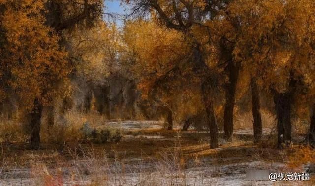 大山 沙漠 湖泊 金胡杨是大自然最完美的构图