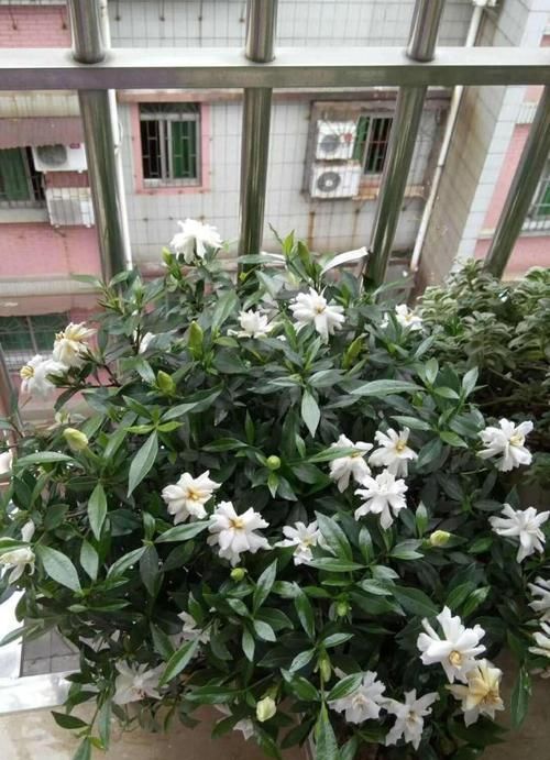  「千万别」5种“过期药”千万别扔，花儿用了，长得壮开花旺，比肥料都好使