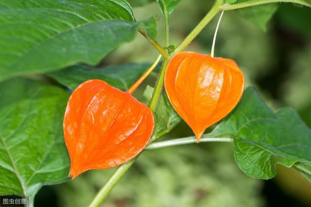 农村叫做“灯笼果”的植物有什么作用？现在价格高可以人工种植吗