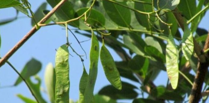  「价格昂贵」农村有一种树，价格昂贵超过紫檀，可惜已经很少了