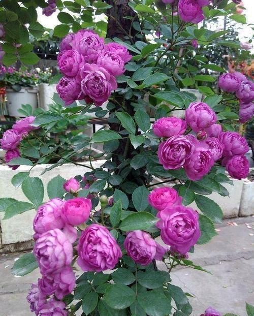  『盆栽』此花花朵易爆盆，全年有花赏，花香浓郁，是家庭盆栽佳品！