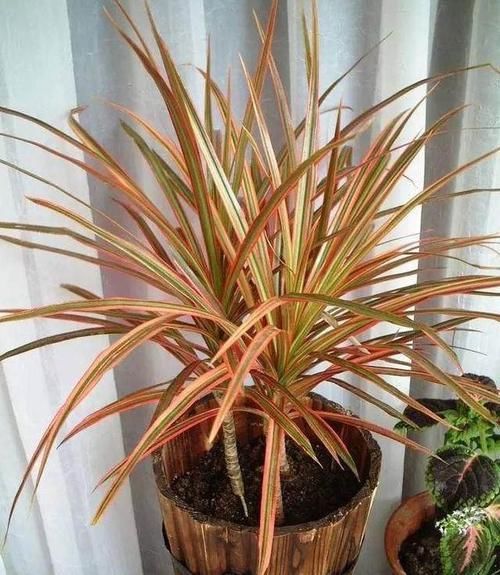  『居家』推荐居家办公9种耐阴植物，简单又好养，看看你喜欢的？