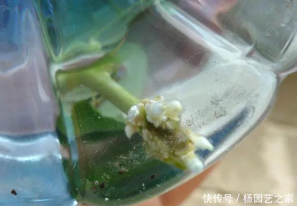  扦插：养花技巧：不到3分钟，塑料瓶做成扦插神器，7天长出大白根！