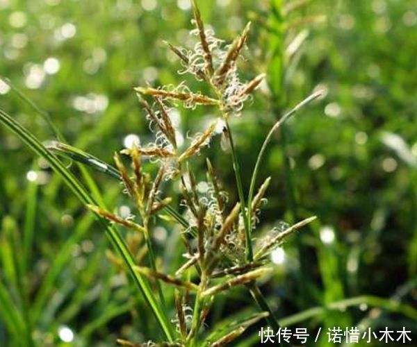  田间：它叫香附子，是田间珍贵野生草药，别再当杂草了，早知早受益！