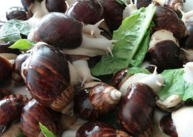  价值@养殖蜗牛也很赚钱，农民在家养殖一年收入十几万