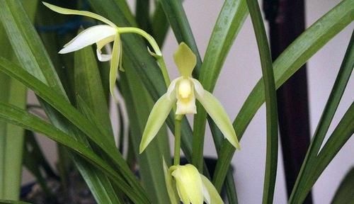  『枝繁叶茂』这些花卉美过玫瑰，一年四季花开不停，开花量大，花开枝繁叶茂