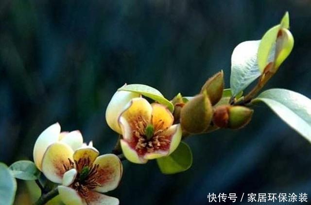 家里|这花只开一半花,香味却能飘老远,养在家里闻花香