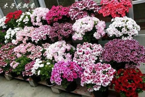  「图片作者」这6种花就是开花机器，养1盆能开200天，让你有花看