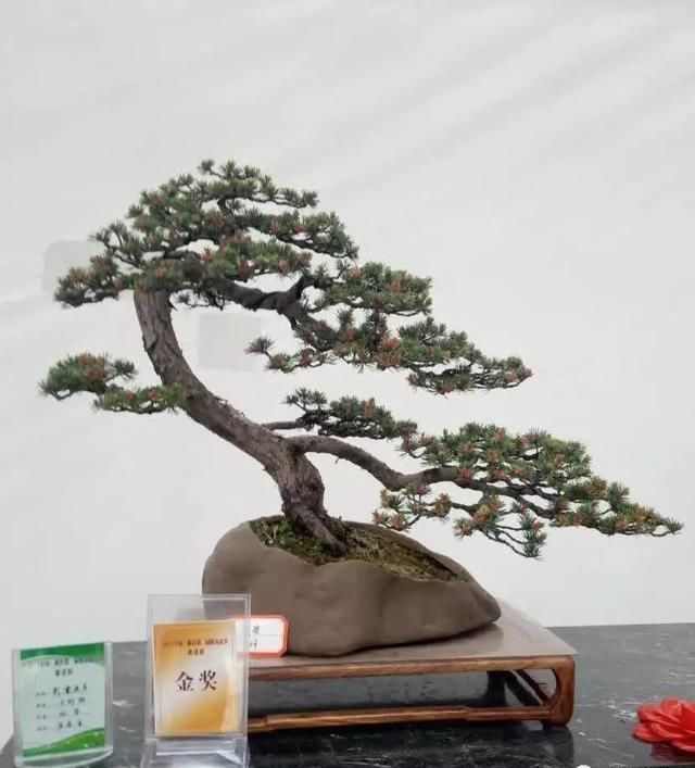 中国?新沂第二届精品盆景展回顾