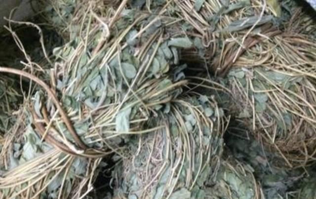  值钱：在深山，有1种珍贵的植物，人称“鸡骨草”，全年可采收，