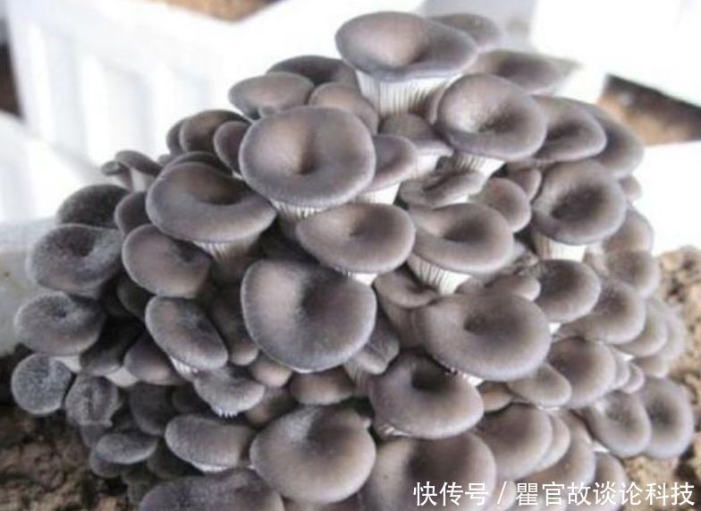 『漂亮』“1种蔬菜”种阳台,吃完一茬又一茬,养成盆景比花漂亮10倍