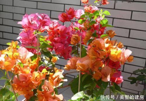  『花芽』三角梅芽点和花苞怎么区分？看这“2点”就知道了，秋季开花超多