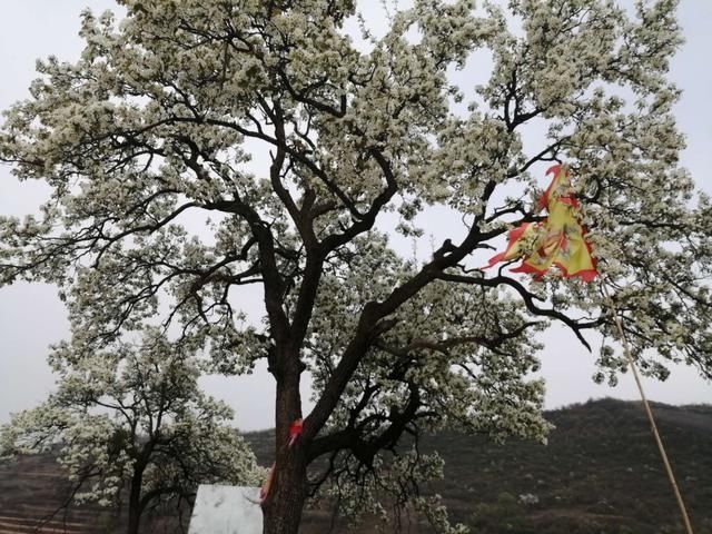  [娇艳]四月的花如梦娇艳中夹带着露珠