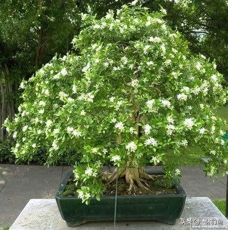 此花只在中国有，一年盛开200多天，浇水就活