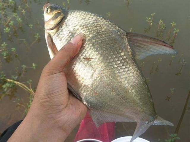  [感觉]水库钓鲫鱼，没想到被各种大鱼闹窝，正好让我过了一次手瘾