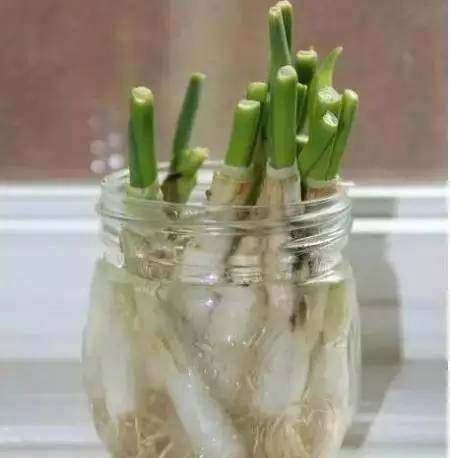  『蔬菜』常见12种蔬菜阳台种植教程，看完又能省下一笔钱啦！