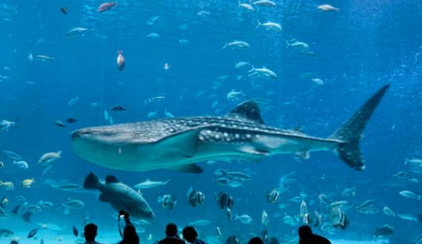 世界上最大的水族馆：安检比机场还严，里面住着世界最大的鱼类！