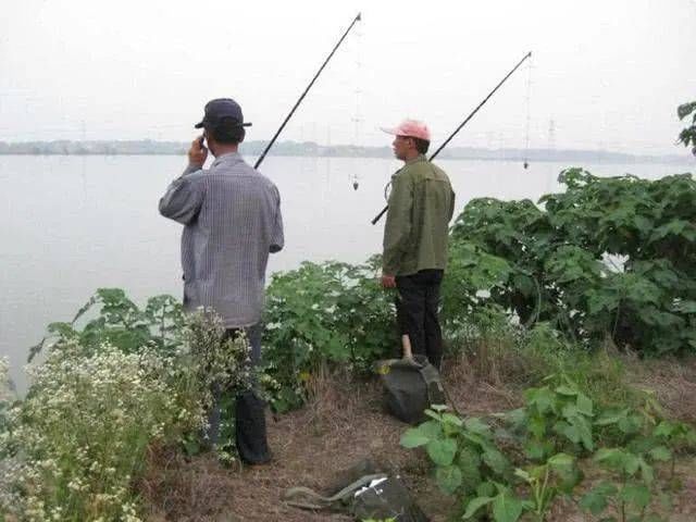  「饲养的甲鱼」一种历史悠久，技术含量很高的甲鱼钓法，如今只留在记忆里