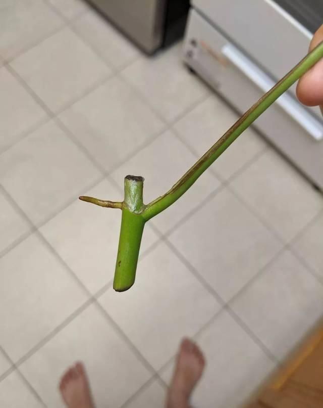  #室内#剪一段有个节点的枝条，浸泡水里就能生根，这几种植物适合室内养