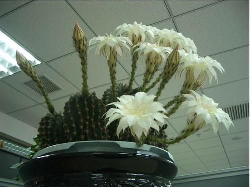  『剪掉』新买的仙人球，剪掉“腐烂根”，个个爱开花，比茉莉、栀子还漂亮